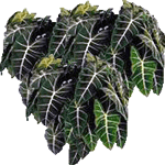 Alokazija