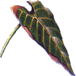 Alokazija