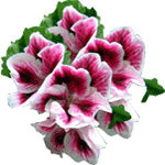 Angleška pelargonija