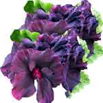Angleška pelargonija