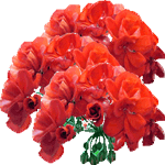 Angleška pelargonija