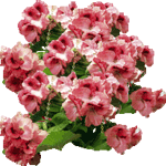 Angleška pelargonija
