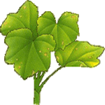 Angleška pelargonija
