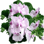Angleška pelargonija