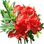Azaleja