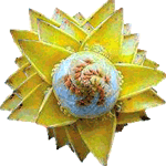 Bananovec