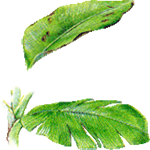 Bananovec