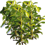 Benjaminovec