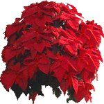 Božična zvezda