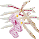 Brasavola