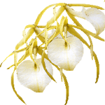 Brasavola