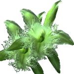 Brasavola