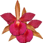 Brasavola