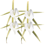 Brasavola