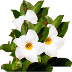 Brazilski jasmin