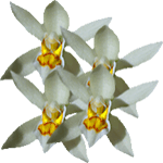 Celogina