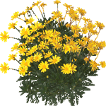 Chrysanthemum paludosum