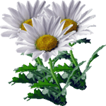 Chrysanthemum paludosum