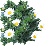 Chrysanthemum paludosum