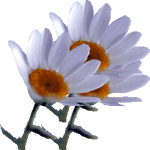 Chrysanthemum paludosum