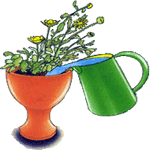 Chrysanthemum paludosum
