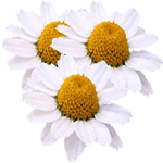 Chrysanthemum paludosum