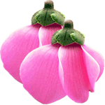 Ciklama