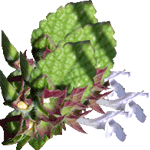 Citronska melisa