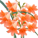 Cyrtanthus