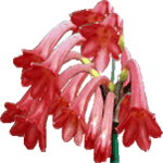 Cyrtanthus