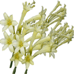 Cyrtanthus