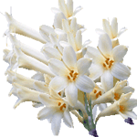 Cyrtanthus