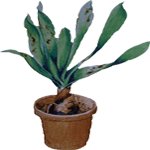 Cyrtanthus