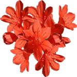 Cyrtanthus