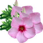 Floks