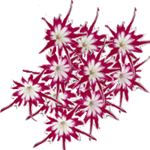 Floks