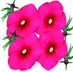 Floks