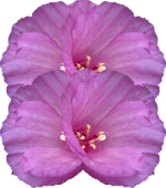 Godecija