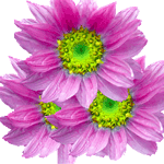 Helipterum