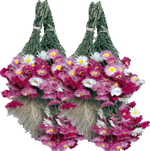 Helipterum