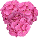 Hortenzija