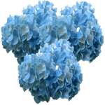 Hortenzija