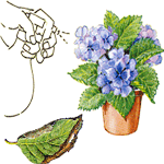 Hortenzija