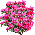 Japonska azaleja