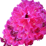 Japonska azaleja