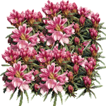 Japonska azaleja