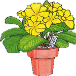 Primula