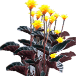 Kalateja