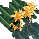 Kalateja