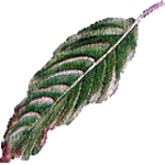 Kalateja